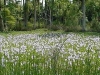 Flowers in the Swamp